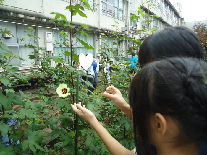 花粉