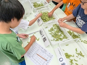 収量調査