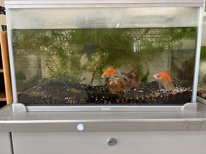 水槽に入った二匹の金魚