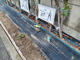 花壇にポイ捨て