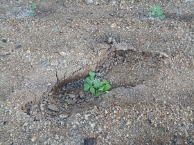 花壇の草花苗を踏む