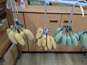 追熟したバナナの房