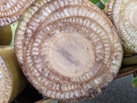 茎の切り口