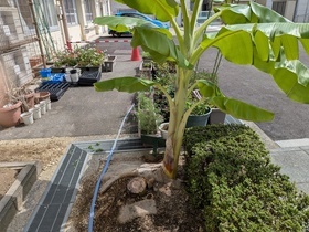 バナナのわき芽