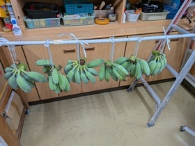 バナナの房をつるす