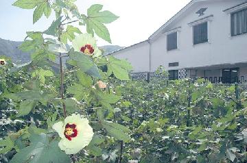 綿の花（歴史民俗資料館）