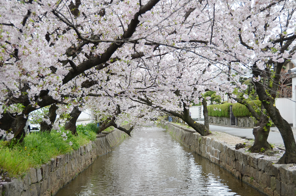 玉串川の桜トンネル