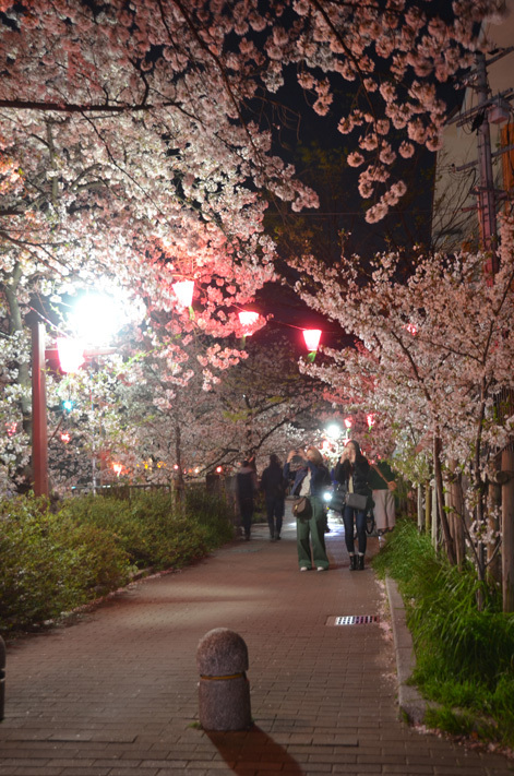 玉串川沿いの夜桜