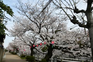 長瀬川の桜(1)