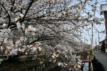 長瀬川の桜(2)